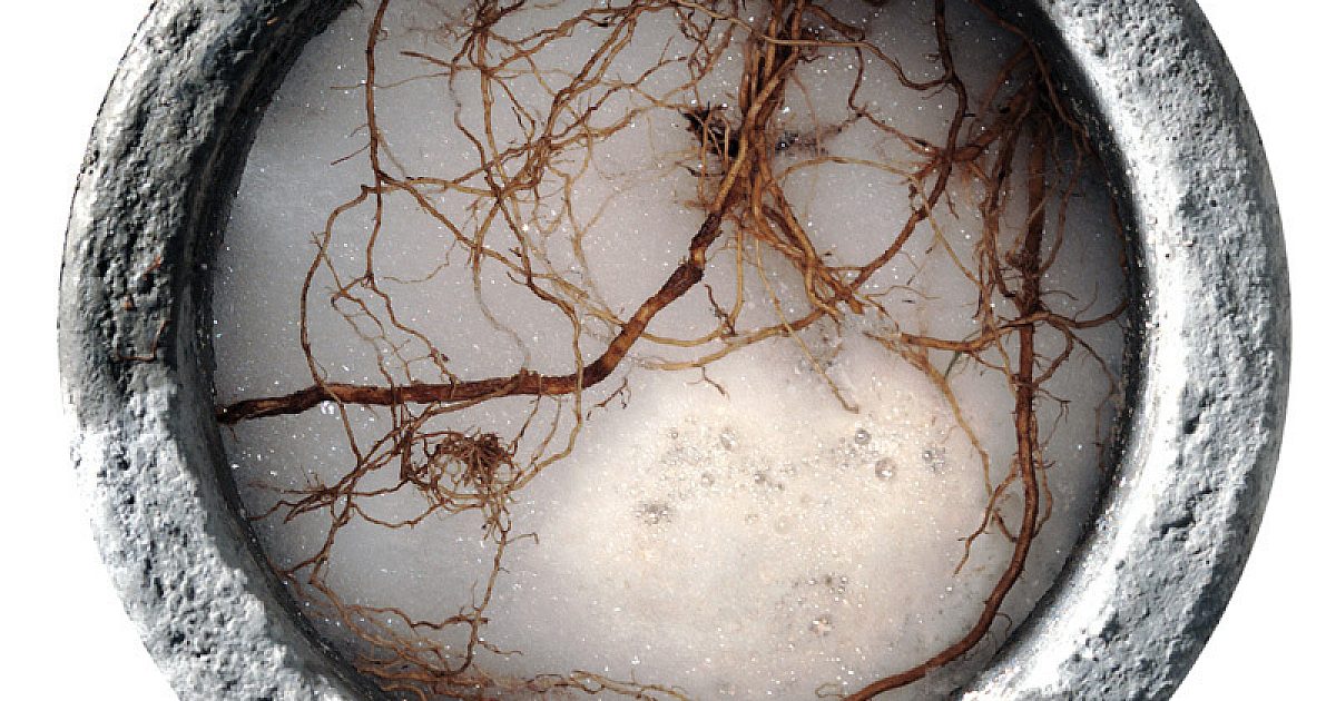Root Chemicals - RootX root control | Cleaner