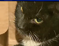 Screen Shot 2016 03 24 At 2 05 04 Pm