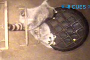 Strange Things Screenshot