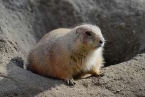 Prairie Dog