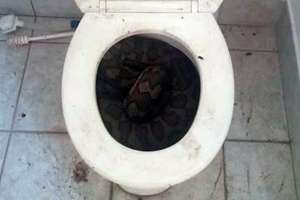 Article Snakes 0916 Cropped