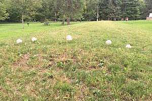 Manifold And Lateral Cleaning