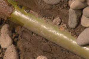 Www Rooter Rite Gas Line